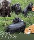 Miniature Schnauzer Puppies for sale in Princeton, FL 33032, USA. price: $1,300