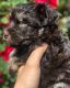 Miniature Schnauzer Puppies for sale in Knoxville, TN, USA. price: $10,001,500