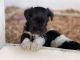 Miniature Schnauzer Puppies for sale in Sienna Plantation, TX, USA. price: $1,200