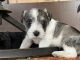 Miniature Schnauzer Puppies for sale in Cape Coral, FL, USA. price: NA