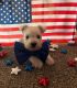 Miniature Schnauzer Puppies for sale in Catonsville, MD 21228, USA. price: $1,500