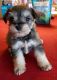 Miniature Schnauzer Puppies for sale in Aberdeen, NC 28315, USA. price: $1,200