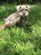 Miniature Schnauzer Puppies for sale in Livingston, TX 77351, USA. price: $1,000