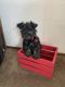 Miniature Schnauzer Puppies for sale in Granger, WA 98932, USA. price: $1,200