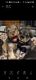 Miniature Schnauzer Puppies for sale in Bellingham, WA, USA. price: NA