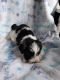 Miniature Schnauzer Puppies for sale in Niles, MI 49120, USA. price: $1,000