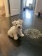 Miniature Schnauzer Puppies for sale in Tupelo, MS, USA. price: $1,800