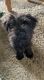 Miniature Schnauzer Puppies for sale in Post Falls, ID 83854, USA. price: $550