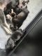 Miniature Schnauzer Puppies for sale in Farley, IA, USA. price: $1,800