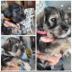 Miniature Schnauzer Puppies for sale in Riverview, FL, USA. price: NA