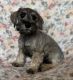 Miniature Schnauzer Puppies for sale in Las Vegas, NV 89148, USA. price: $2,500