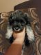 Miniature Schnauzer Puppies for sale in McAllen, TX 78504, USA. price: $450