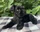 Miniature Schnauzer Puppies for sale in Staley, NC 27355, USA. price: $1,200