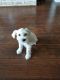 Miniature Schnauzer Puppies for sale in Pflugerville, TX, USA. price: $1,200