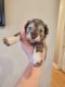 Miniature Schnauzer Puppies for sale in Glen St Mary, FL 32040, USA. price: $1,500