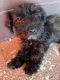 Miniature Schnauzer Puppies for sale in 1323 SE 27th Terrace, Cape Coral, FL 33904, USA. price: NA
