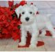 Miniature Schnauzer Puppies for sale in Seattle, WA, USA. price: $500
