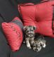 Miniature Schnauzer Puppies for sale in Amarillo, TX, USA. price: NA