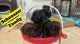 Miniature Schnauzer Puppies for sale in Houston, TX 77022, USA. price: $1,800