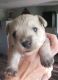 Miniature Schnauzer Puppies for sale in Campbellsport, WI 53010, USA. price: $850