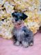Miniature Schnauzer Puppies for sale in Summertown, TN 38483, USA. price: NA