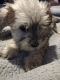Miniature Schnauzer Puppies for sale in Mineola, TX 75773, USA. price: $600