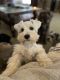 Miniature Schnauzer Puppies for sale in Tupelo, MS, USA. price: NA