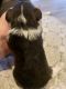 Miniature Schnauzer Puppies for sale in Mt Airy, NC 27030, USA. price: NA