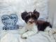 Miniature Schnauzer Puppies for sale in Helena, AL, USA. price: $300,000