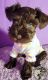 Miniature Schnauzer Puppies for sale in Brownsville, TX, USA. price: $1,800