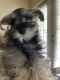 Miniature Schnauzer Puppies for sale in Alpharetta, GA, USA. price: $850