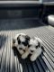 Miniature Schnauzer Puppies for sale in Hardyville, KY 42746, USA. price: $800