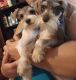 Miniature Schnauzer Puppies for sale in 403 Bryan St, Rockingham, NC 28379, USA. price: NA
