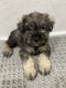 Miniature Schnauzer Puppies for sale in Kendall, FL, USA. price: NA