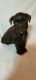 Miniature Schnauzer Puppies for sale in Greenwood, MO 64034, USA. price: NA