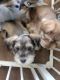 Miniature Schnauzer Puppies for sale in Mesa, AZ, USA. price: $700