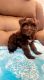 Miniature Schnauzer Puppies for sale in Houston, TX 77022, USA. price: $1,700