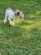 Miniature Schnauzer Puppies for sale in Catonsville, MD 21228, USA. price: $800