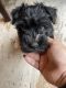 Miniature Schnauzer Puppies for sale in Norton, KS 67654, USA. price: NA