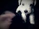 Miniature Schnauzer Puppies for sale in Greenville, SC, USA. price: NA