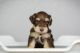 Miniature Schnauzer Puppies for sale in San Antonio, TX, USA. price: $2,500