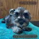 Miniature Schnauzer Puppies for sale in Fairdale, WV 25839, USA. price: NA