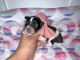 Miniature Schnauzer Puppies for sale in Delbarton, WV, USA. price: NA