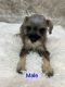 Miniature Schnauzer Puppies for sale in Guntown, MS 38849, USA. price: $800