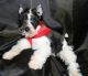 Miniature Schnauzer Puppies for sale in Bowie, TX 76230, USA. price: $775