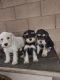 Miniature Schnauzer Puppies for sale in Canoga Park, Los Angeles, CA, USA. price: $700