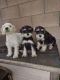 Miniature Schnauzer Puppies for sale in Canoga Park, Los Angeles, CA, USA. price: $700