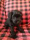 Miniature Schnauzer Puppies for sale in Clever, MO 65631, USA. price: NA