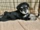 Miniature Schnauzer Puppies for sale in Cotton Valley, LA 71018, USA. price: NA