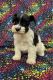 Miniature Schnauzer Puppies for sale in Perdido, AL 36562, USA. price: NA